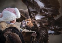 Mongolia Eagle