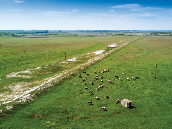 Cow Farming, Cattle Farming, Hefer Farming, Pasture
