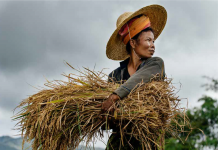 A woman working in a paddy field, in Shan State, Myanmar